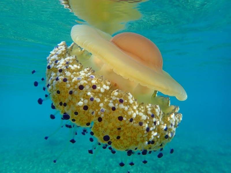 10 most common - and dangerous - jellyfish found in the waters in Spain