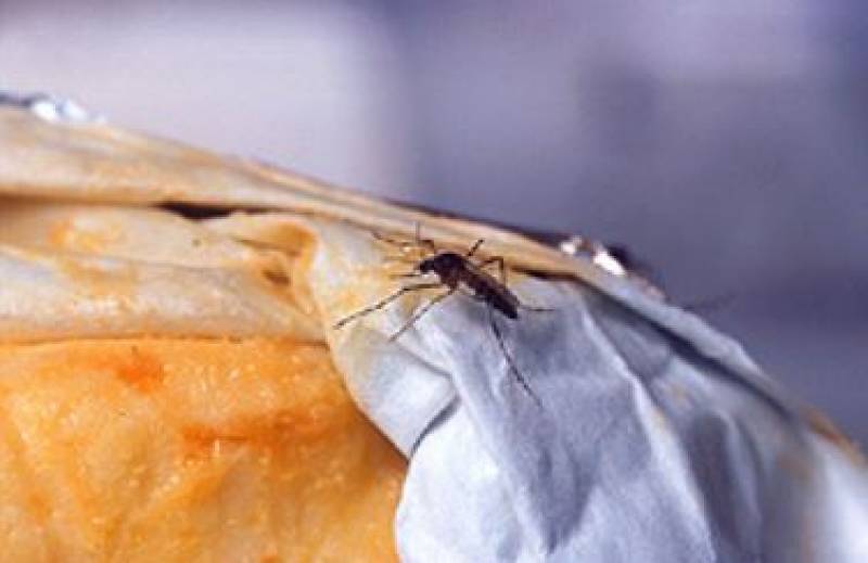 The cheesy reason mosquitoes find you irresistible