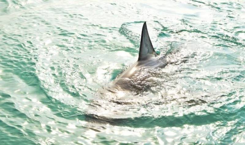 Terrifying shark sighting clears Alicante beach